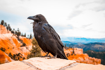 A black vulture in Bryce National Park. Utah, United States