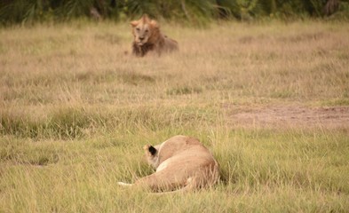 Fototapeta na wymiar Lioness in Foreground, Adult Male Lion in Background, Amboseli, Kenya