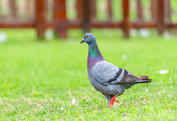 Beautiful grey doveon on the green grass