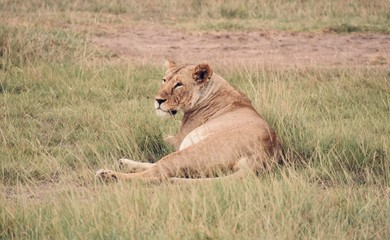 Adult Lioness Resting, Medium-Wide Shot, Amboseli, Kenya