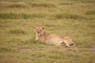 Adult Lioness Lying Down, Facing Camera, Amboseli, Kenya