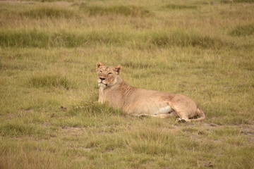 Fototapeta na wymiar Lioness Resting in Grass 2, Amboseli, Kenya