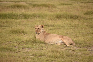 Fototapeta na wymiar Lioness Resting in Grass 1, Amboseli, Kenya