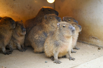 Group of Capybara (Kapibara) in wood cage