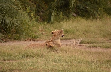 Lion and Lion Cub Yawning Together, Amboseli, Kenya