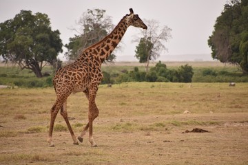 Solo Giraffe Walking in Amboseli National Park 3, Kenya