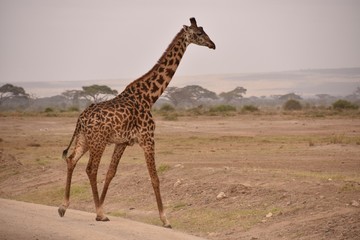 Solo Giraffe Walking in Amboseli National Park 2, Kenya