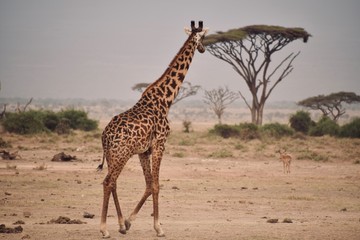 Solo Giraffe Walking in Amboseli National Park 1, Kenya