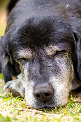 Old black Labrador Retriever sleeping