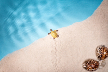 Obraz premium Seascape seashells sand, holiday postcard.