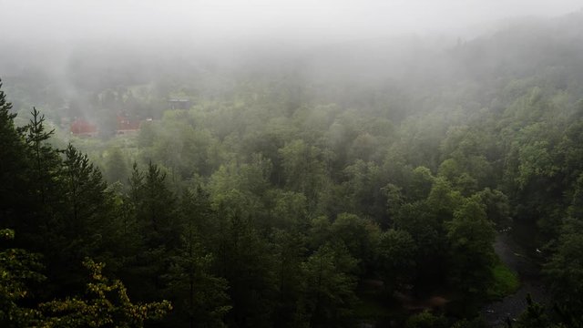 Time laps of fogy forest in Puckoriai exposure, Lithuania