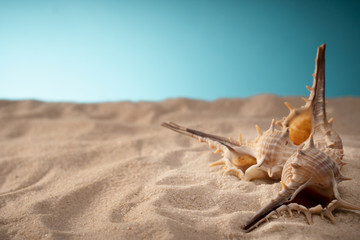 Fototapeta na wymiar Seascape seashells sand, holiday postcard.