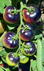 'Brad's atomic grape' is a Tomato variety in the Solanum genus with a scientific name of Solanum...