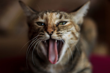 angry cat