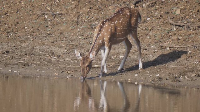 axis deer doe drinking from a waterhole at tadoba andhari tiger reserve in india- 4K 60p