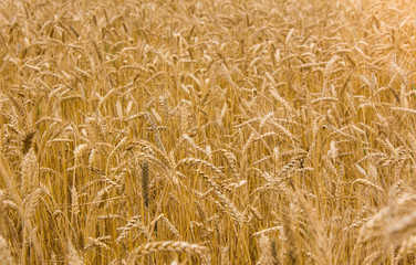Spikelets of wheat in the sunlight. Wheat field. Harvest macro