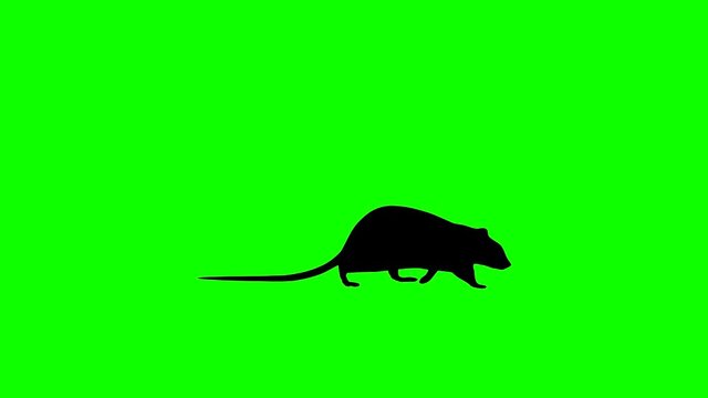 Silhouette of the walking rat, animation on the green background