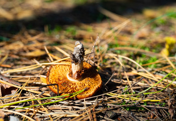 Brown mushroom uprooted in the forest. Autumn, fungi time