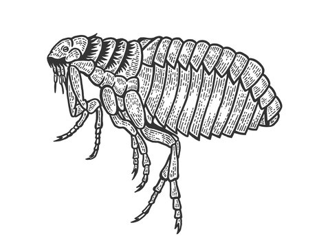 Flea louse insect sketch engraving vector illustration. Scratch board style imitation. Black and white hand drawn image.