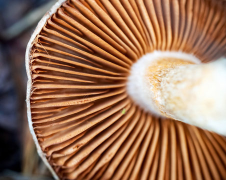 Under the mushroom cap. Bottom view. Mushroom gills macro