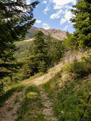 Fototapeta na wymiar Paysage sauvage de montagne, Forêt de Durbon, Durbon, Durbonas, Hautes-Alpes, Provence-Alpes-Côte d'Azur, France