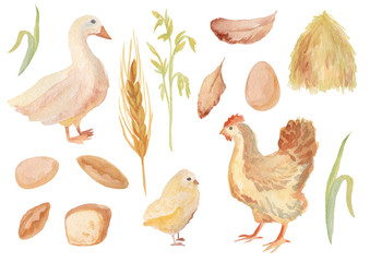 Watercolor farm set. Hand drawn hen and duck isolated on white background.