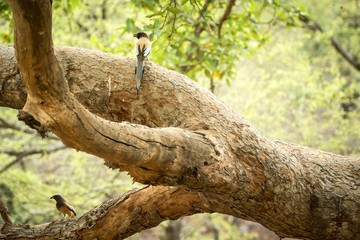 Couple of rufous treepies (Dendrocitta vagabunda) sitting on branch in jungle, native to the Indian Subcontinent, wildlife bird photography, clear background, Ranthambore National Park, India