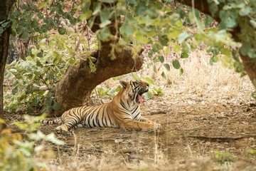 Naklejka na ściany i meble Wild Bengal Tiger (Panthera Tigris Tigris) having rest during hot day under tree in its natural habitat.Ranthambore National Park, Rajasthan, India, endangered species, yawning big lazy cat