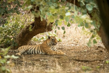 Naklejka na ściany i meble Wild Bengal Tiger (Panthera Tigris Tigris) having rest during hot day under tree in its natural habitat.Ranthambore National Park, Rajasthan, India, endangered species, exotic adventure with big cat