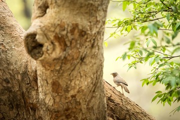 Song dird sitting on branch in jungle, native to the Indian Subcontinent, wildlife bird photography, clear background, Ranthambore National Park, India