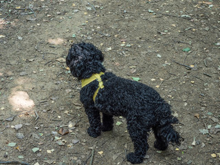 OLYMPUS DIGITAL CAMERA - FOREST