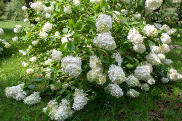 Landscape with flowering white hydrangea bushes, green grass and deciduous trees in the summer botanical garden.