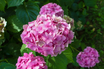 Summer wildflowers and decorative flowers - pink hortensia is flowering plants native to Asia and the Americas.