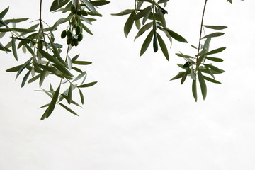 Olivenölzweige isoliert vor weißen Hintergrund