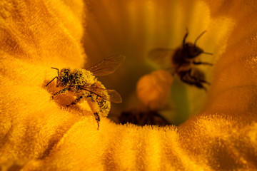 abeille butinant - obrazy, fototapety, plakaty