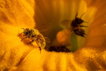Crédence de cuisine en verre imprimé Abeille abeille butinant