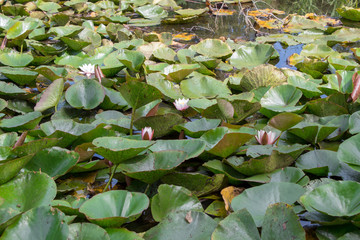 Blooming pink and white lilies on the lake close-up on a summer sunny day. Juicy texture and wallpaper of water lilies.