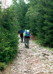 Obraz premium group of unrecognizable hikers on the mountain trail in the spruce forest