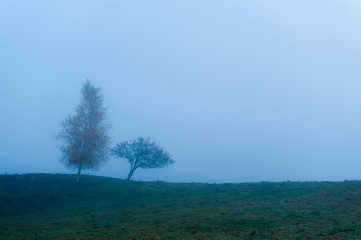 A pair of trees on a  cool foggy morning, Stowe, Vermont, USA