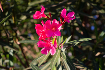 pink flower in the garden