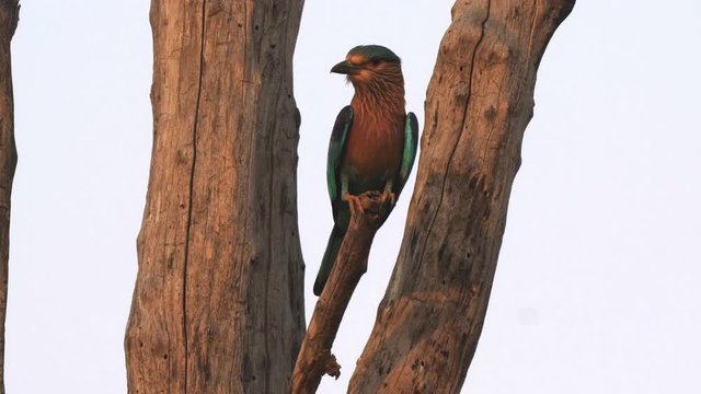sunset shot of an indian roller bird perched on a tree at tadoba andhari tiger reserve in india-- 4K 60p