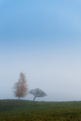 A pair of trees on a  cool foggy morning, Stowe, Vermont, USA