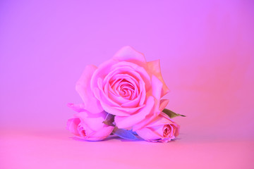 Three pink Roses with on trendy neon Background. copy space - Valentines and 8 March Mother Women's Day concept.
