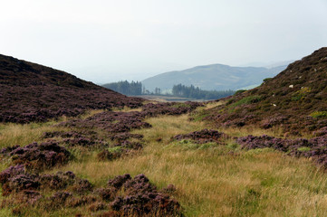 In the foggy mountains of the Cooley Peninsula.Slievenaglogh.Ireland.