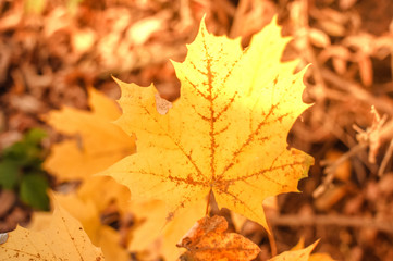 ray of sun partially falling on a maple leaf in autumn. Against the background of orange and yellow fallen leaves