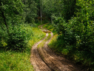 Fototapeta na wymiar Road of mud in the thick of the forest