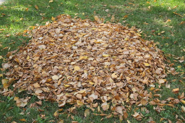 autumn leaves on grass