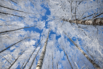 Birch trees in rime on a clear winter day