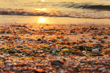 Sunrise at sea. Seashells in the foreground. Background