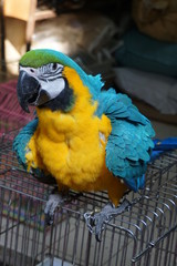 オウム